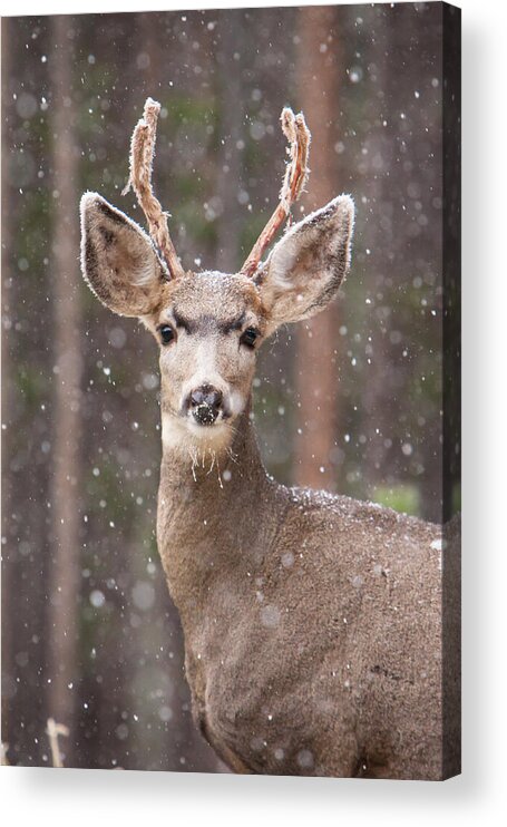 Antler Acrylic Print featuring the photograph Snow Deer 1 by John Wadleigh