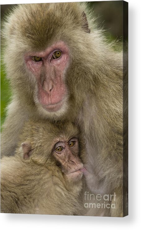 Asia Acrylic Print featuring the photograph Snow Monkeys, Mother With Baby, Japan by John Shaw