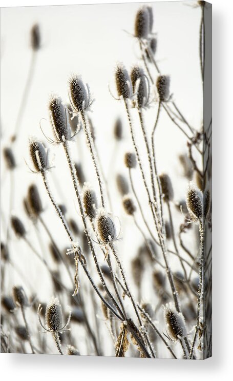 Thistle Acrylic Print featuring the photograph Snow Painted Thistle by Tracy Winter