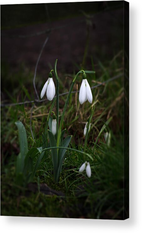 Nature Acrylic Print featuring the photograph Snowdrops by Spikey Mouse Photography