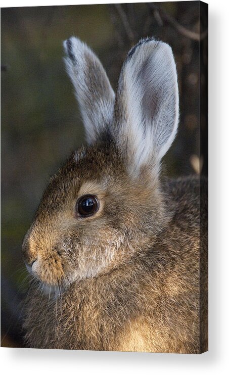 531604 Acrylic Print featuring the photograph Snowshoe Hare Alaska by Michael Quinton