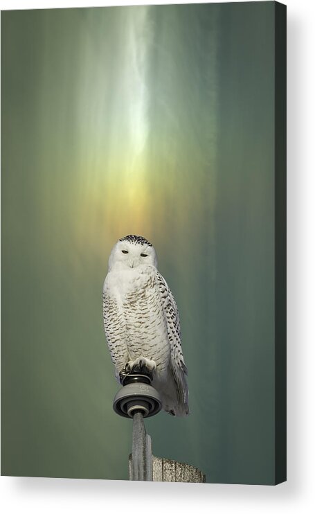 Snowy Owl (bubo Scandiacus) Acrylic Print featuring the photograph Snowy Owl And Aurora Borealis by Thomas Young