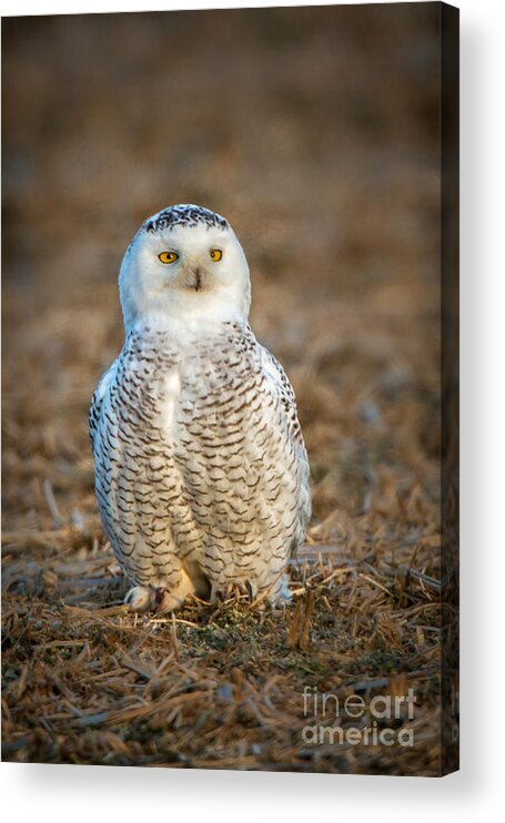 (by Weight) Acrylic Print featuring the photograph Snowy Owl by Ronald Lutz