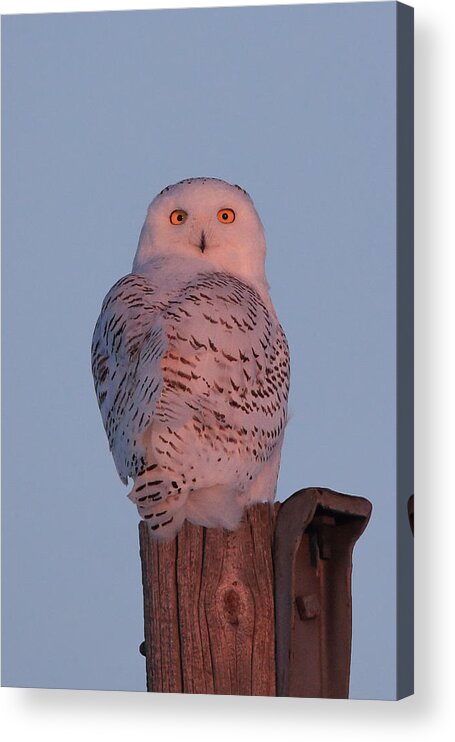 Snowy Owl Acrylic Print featuring the photograph Snowy Owl Sunrise by Keith R Crowley