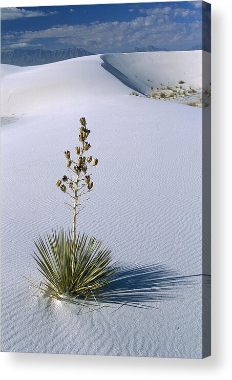 Feb0514 Acrylic Print featuring the photograph Soaptree Yucca In Gypsum Sand White by Konrad Wothe