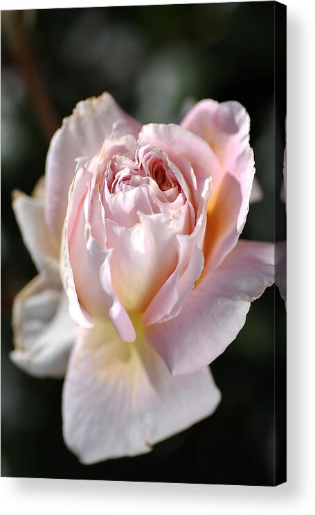 Abraham Darby Rose Flower Acrylic Print featuring the photograph Soft Pink Rose by Joy Watson