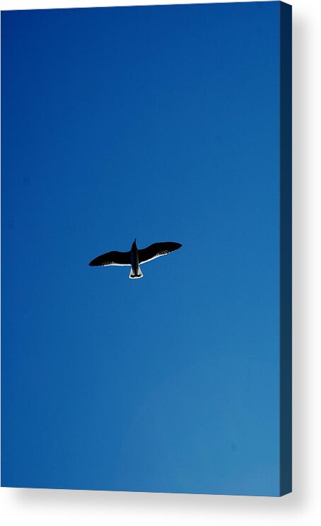 Gull Acrylic Print featuring the photograph Solo Flight by David Weeks