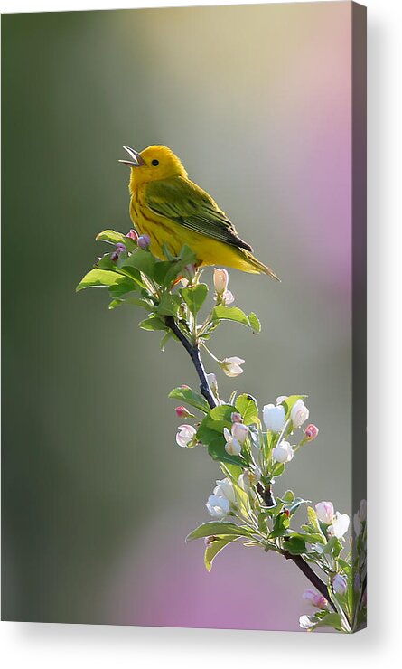 Yellow Warbler Acrylic Print featuring the photograph Song of Spring by Rob Blair