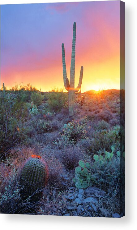 Arizona Acrylic Print featuring the photograph Sonoran Desert Sunset by Adam Sylvester