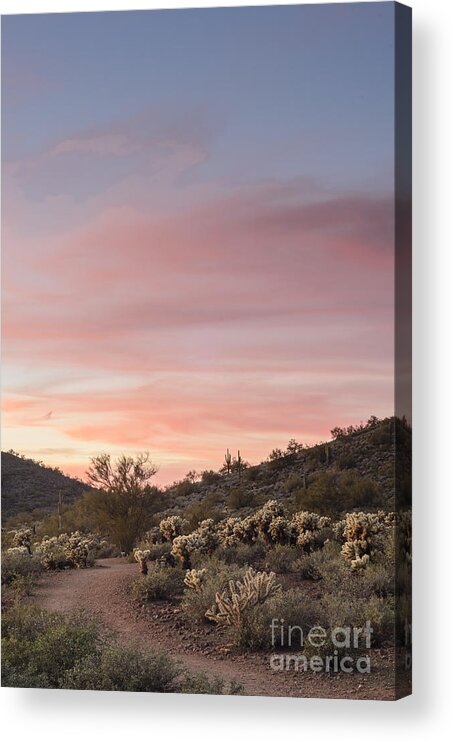 Sunset Acrylic Print featuring the photograph Sonoran Desert Sunset by Tamara Becker