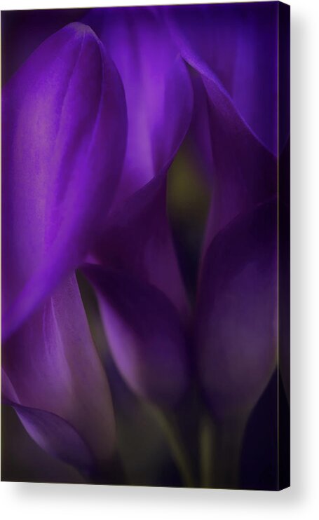 Floral Acrylic Print featuring the photograph Sound of Silence by Darlene Kwiatkowski