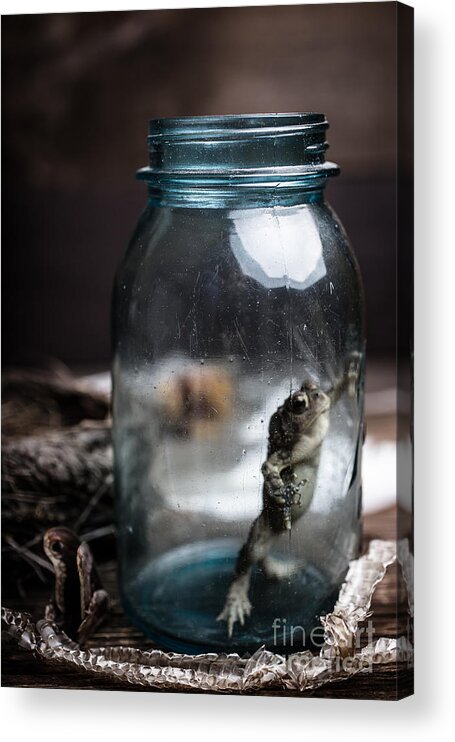 Frog Acrylic Print featuring the photograph Specimens by Edward Fielding