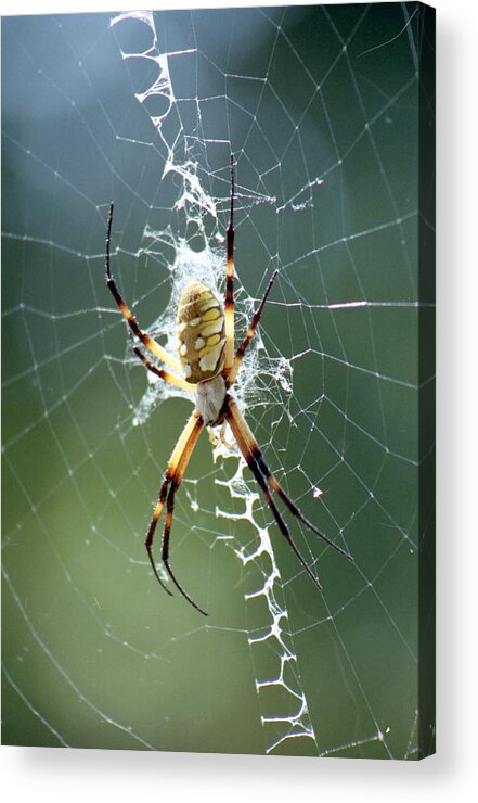Spider Acrylic Print featuring the photograph Spider - Black and Yellow Argiope 04 by Pamela Critchlow