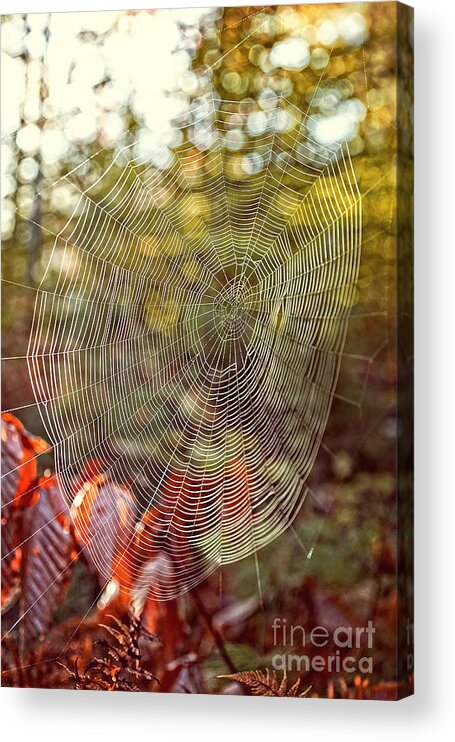 Background Acrylic Print featuring the photograph Spider Web by Edward Fielding