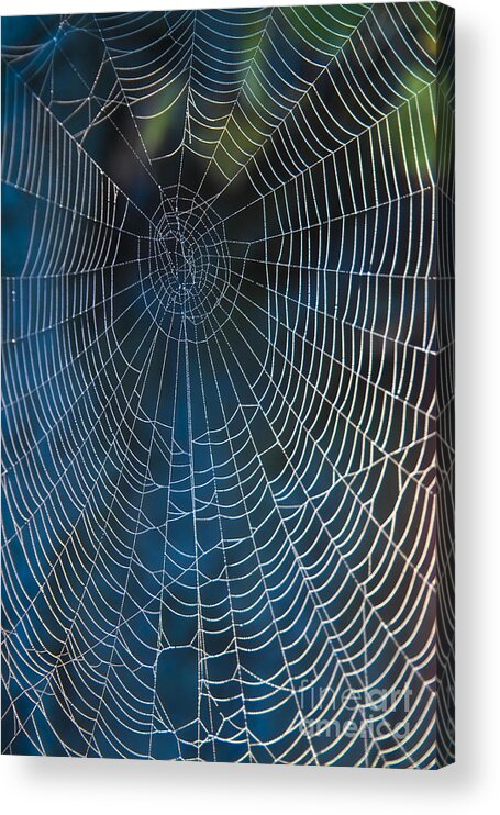 Spiderweb Acrylic Print featuring the photograph Spider's Net by Heiko Koehrer-Wagner