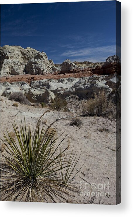 Spiny Acrylic Print featuring the photograph Spiny by Timothy Johnson