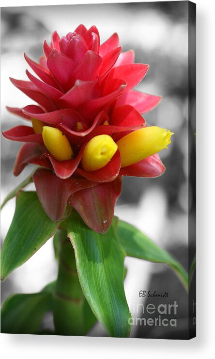 Spiral Ginger Acrylic Print featuring the photograph Spiral Ginger by E B Schmidt
