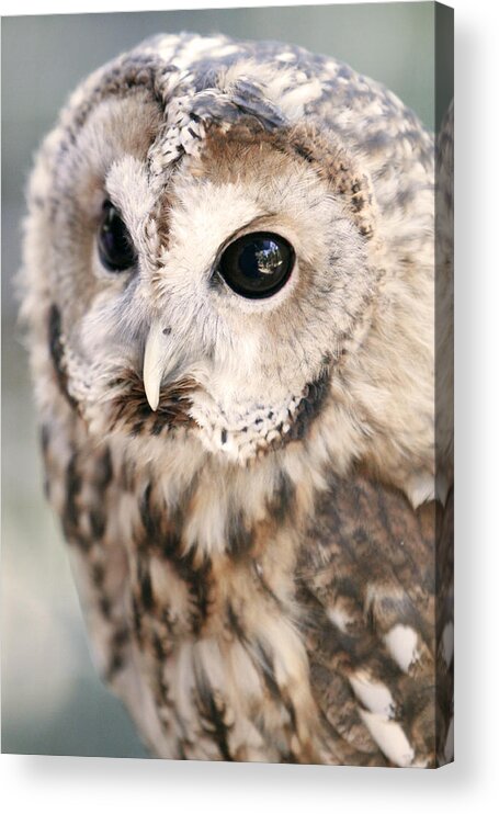 Owl Acrylic Print featuring the photograph Spotted Owl by Shoal Hollingsworth