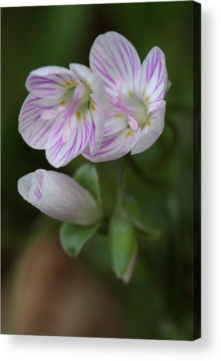 Spring Beauty Acrylic Print featuring the photograph Spring Beauty by Daniel Reed