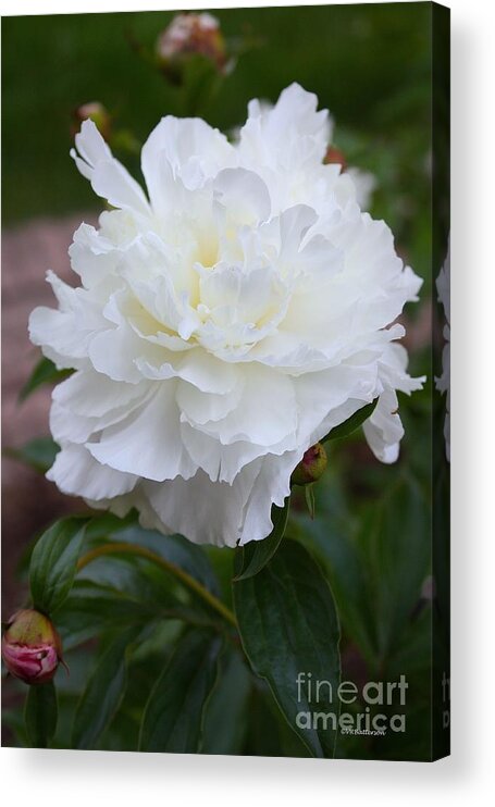 Peony Acrylic Print featuring the photograph Spring Beauty by Veronica Batterson