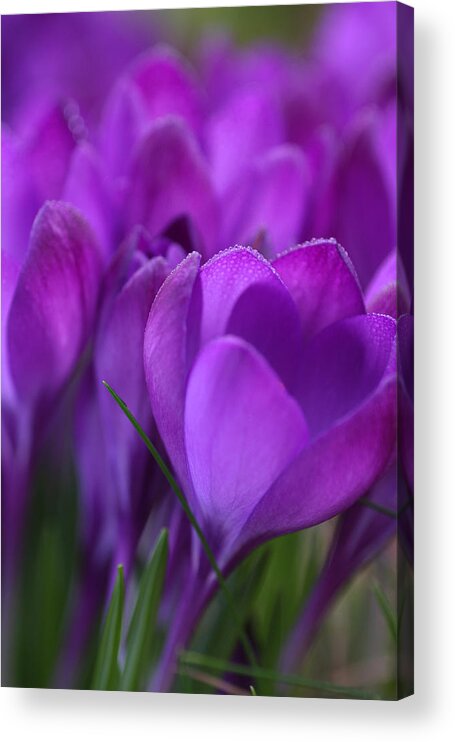 Crocus Acrylic Print featuring the photograph Spring Crocuses by Peggy Collins