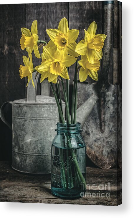 Daffodils Acrylic Print featuring the photograph Spring Daffodil Flowers by Edward Fielding