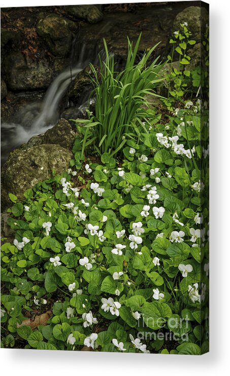 Spring Acrylic Print featuring the photograph Spring flowers near creek by Elena Elisseeva