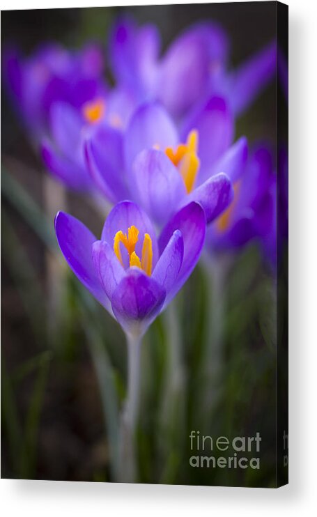 Crocus Acrylic Print featuring the photograph Spring has Sprung by Clare Bambers