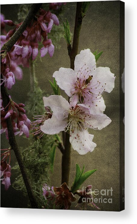 Spring Acrylic Print featuring the photograph Spring is Here by Lori Mellen-Pagliaro