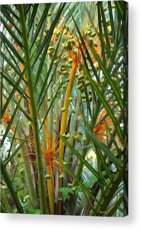 Palm Tree Acrylic Print featuring the photograph St. Augustine Palm by Rebecca Korpita