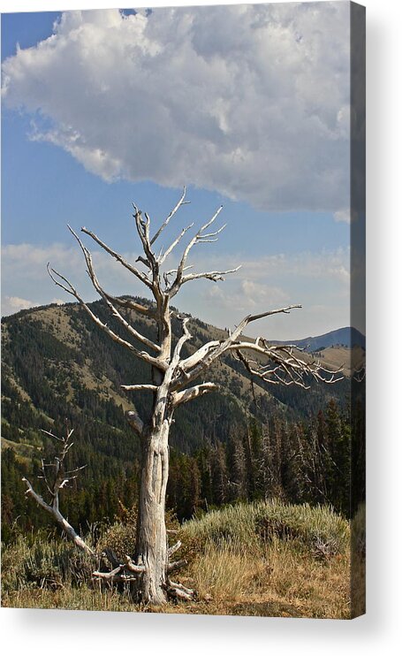 Montana Acrylic Print featuring the photograph Standing Alone by Kathleen Scanlan