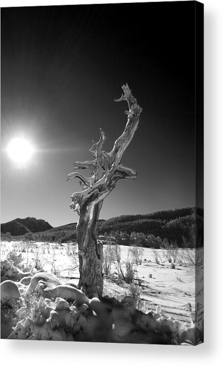 Tree Acrylic Print featuring the photograph Standing Alone by Shane Bechler