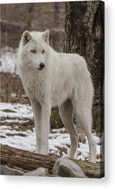 Artic Wolf Acrylic Print featuring the photograph Standing Wolf by GeeLeesa Productions