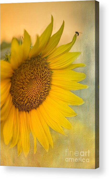 Sunflower Acrylic Print featuring the photograph Star of the Show by Betty LaRue