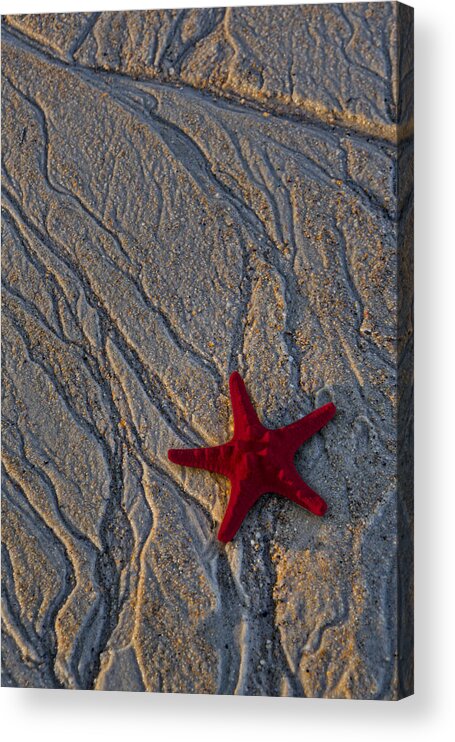 Sea Acrylic Print featuring the photograph Starfish In The Sand by Susan Candelario