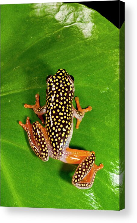 Amphibian Acrylic Print featuring the photograph Starry Night Reed Frog, Heterixalus by David Northcott