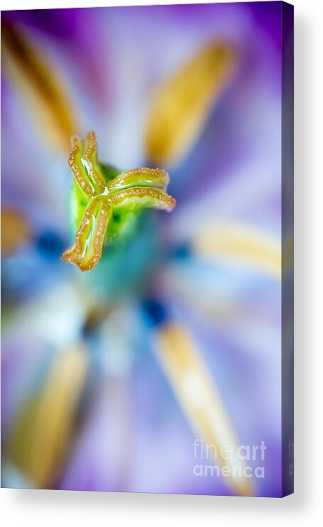 Blossom Acrylic Print featuring the photograph Strange Little World by Hannes Cmarits