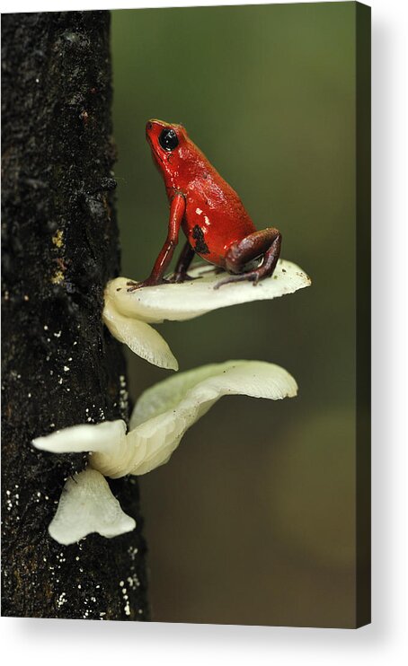 Feb0514 Acrylic Print featuring the photograph Strawberry Poison Dart Frog On Mushroom by Thomas Marent