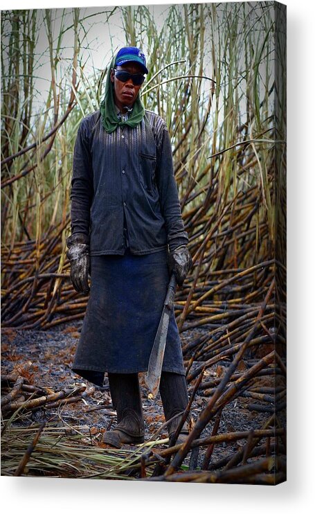 Brazil Acrylic Print featuring the photograph Sugarcane Slash by Henry Kowalski