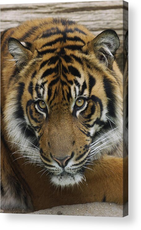 Feb0514 Acrylic Print featuring the photograph Sumatran Tiger by Hiroya Minakuchi