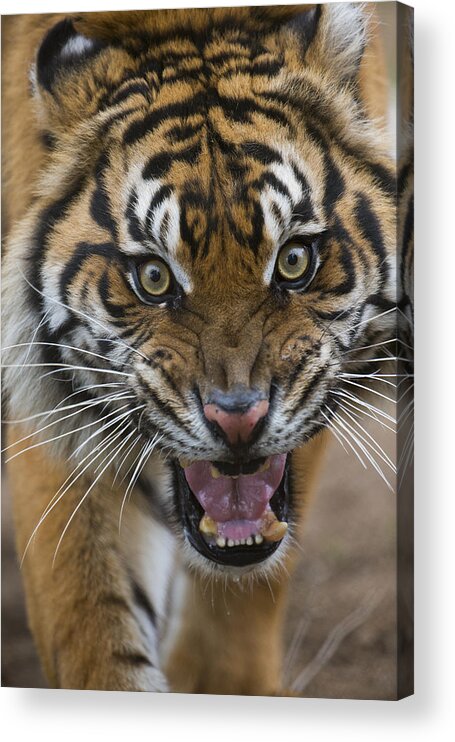 San Diego Zoo Acrylic Print featuring the photograph Sumatran Tiger Male Snarling Native by San Diego Zoo