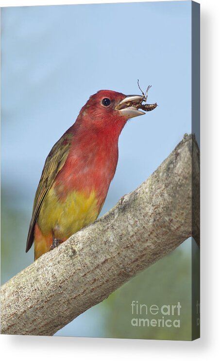 Summer Tanager Acrylic Print featuring the photograph Summer Tanager Eating Wasp by Anthony Mercieca
