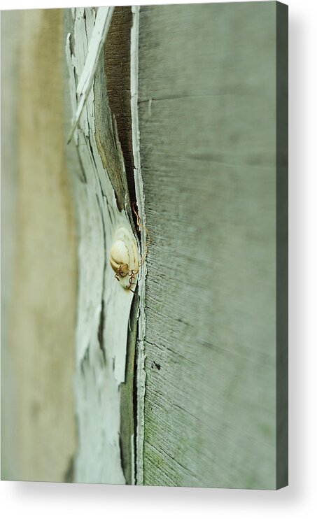 Weathered Acrylic Print featuring the photograph Sun Bleached by Rebecca Sherman