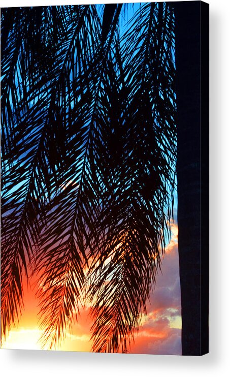 Palm Tree Acrylic Print featuring the photograph Sun Palm by Laura Fasulo