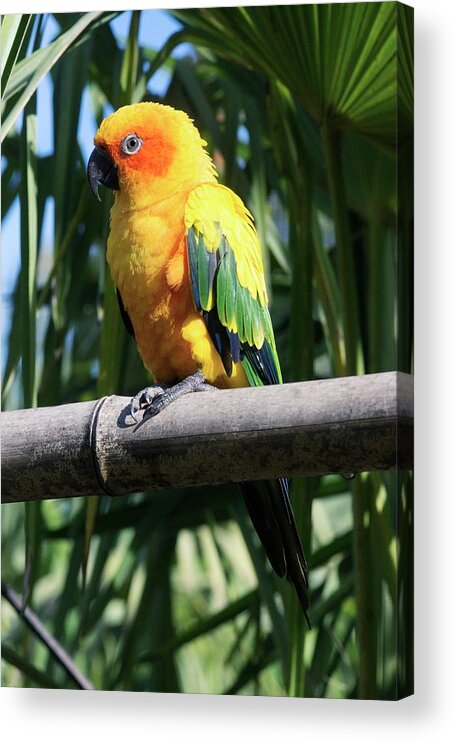 Sun Parakeet Acrylic Print featuring the photograph Sun Parakeet Perched On Bamboo by Brian Gadsby/science Photo Library