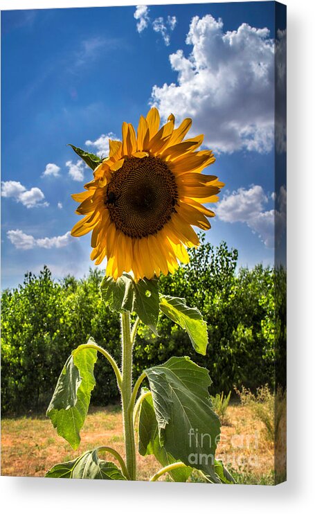Sunflowers Acrylic Print featuring the photograph Sunflower 1 by Jim McCain