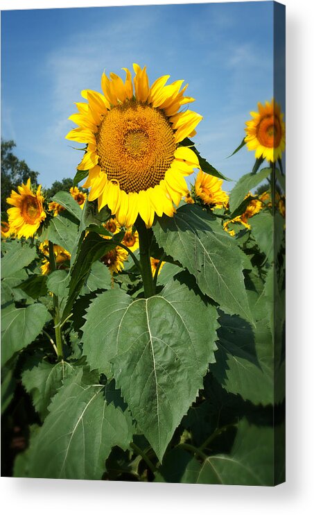 Sunflowers Acrylic Print featuring the photograph Sunflower by Bud Simpson