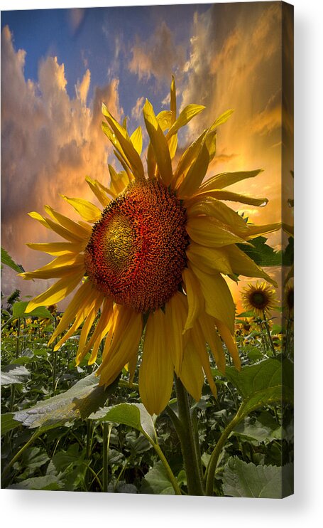 Appalachia Acrylic Print featuring the photograph Sunflower Dawn by Debra and Dave Vanderlaan