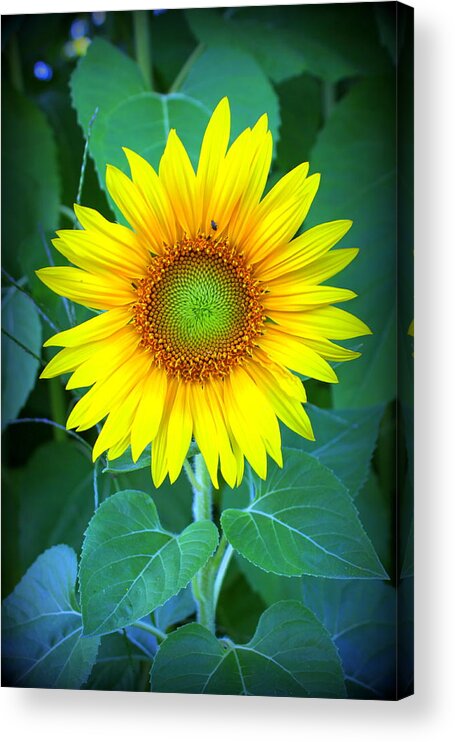 Sunflower In Green Acrylic Print featuring the photograph Sunflower in Green by Suzanne DeGeorge