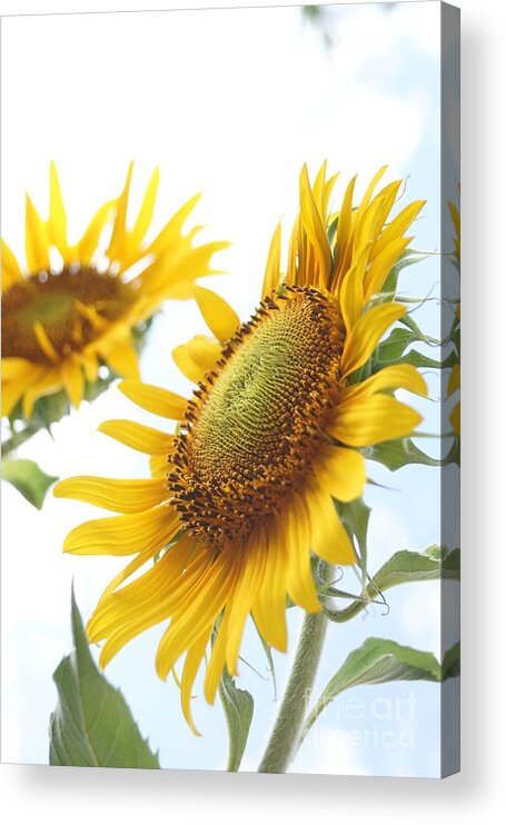 Agriculture Acrylic Print featuring the photograph Sunflower Perspective by Kerri Mortenson